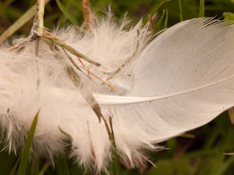 a soft and frilly white feather upon the grass ground sharp and clear macro close up