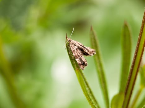 a tiny brown pattern moth resting on a blade of grass blur selective focus outside in forest with antenna in spring light