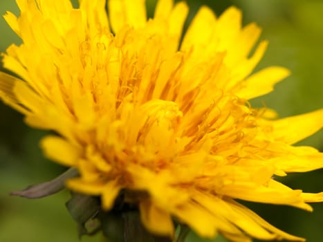 a close up of a dandelion yellow head with fine texture and detail and selective blur and focus in light spring heat