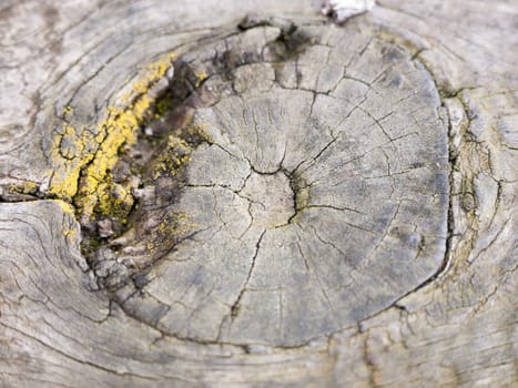 close up wood texture of park bench old and rusty with moss and with selective blur and focus in light with circle cracks