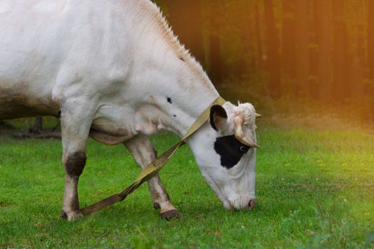 cose up of a cow grazing on a green field