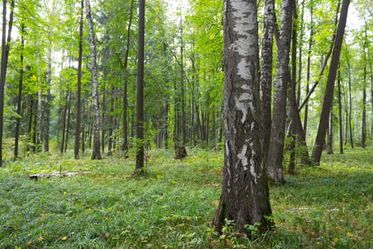 green spring forest. daylight. the simple background