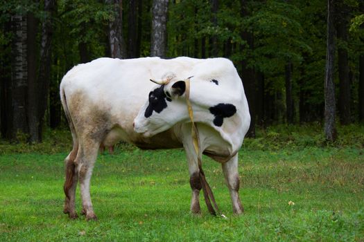 one white Cow grazing on a meadow