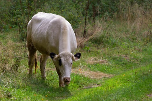 one white Cow grazing on a meadow