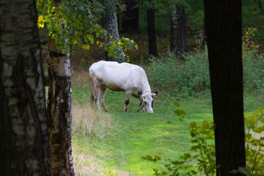 one white Cow grazing on a meadow