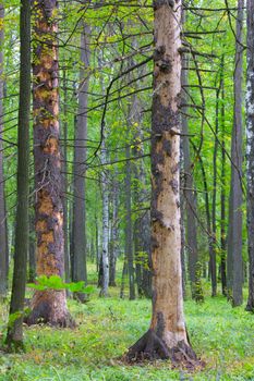 old tree eaten by termits in green forest