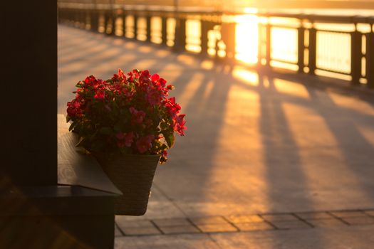 Flower Pots Outdoor. sunny day. copy space