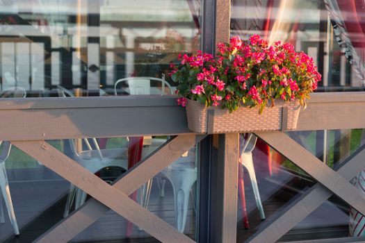 Flower Pots Outdoor. sunny day. copy space