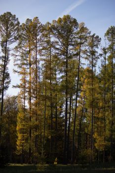 Sunlight in the autumn forest. vertical image