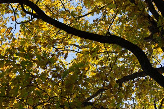 yellow autumn leaves on a branch. blue sky