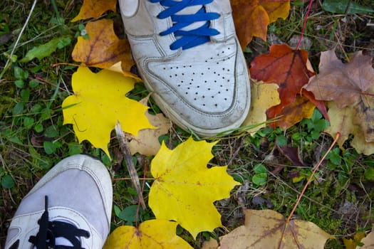 sneakers on autumn leaves background. autumn concept