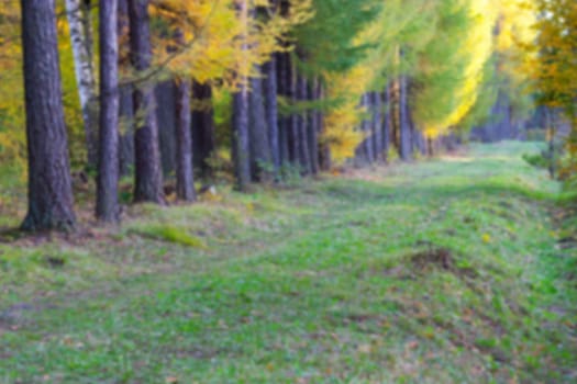 Sunlight in the autumn forest. Autumn landscape