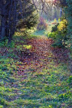 magic forest path in autumn. vertical image
