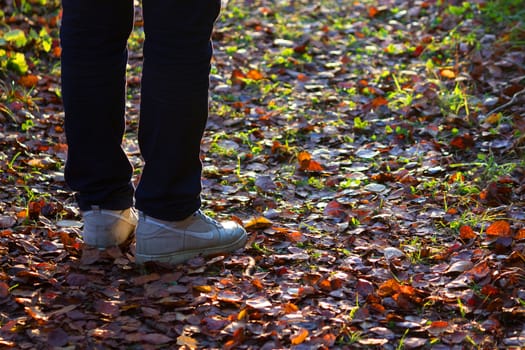 Feet sneakers walking on fall leaves in autumn