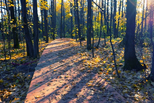 Wooden boardwalk through autumn forest. falling leaves