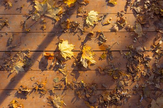 autumn leaves on wooden surface. sunlight and shaddow