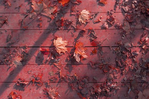 autumn leaves on wooden surface. sunlight and shaddow