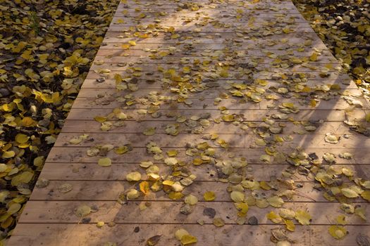 Wooden boardwalk through autumn forest. falling leaves