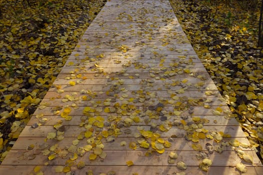 Wooden boardwalk through autumn forest. falling leaves