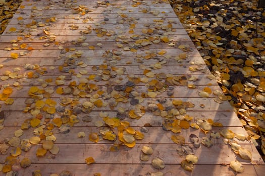 Wooden boardwalk through autumn forest. falling leaves