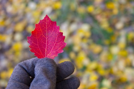 the autumn leaf in hand. copy space