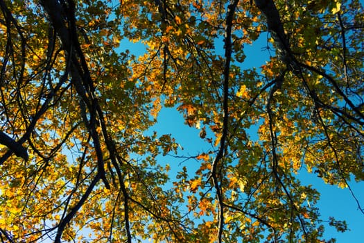 Autumn Orange Leaves. tree branches and blue sky