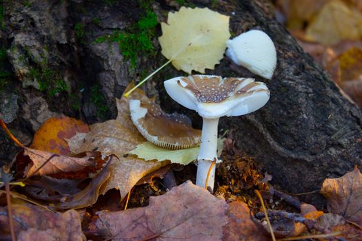 Mushrooms grow in autumn forest under the tree