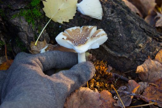 Mushrooms grow in autumn forest under the tree