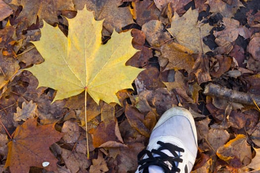 Autumn season in hipster style shoes. falling leaves