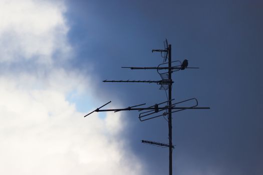 bird sit on an antenna. moody sky background