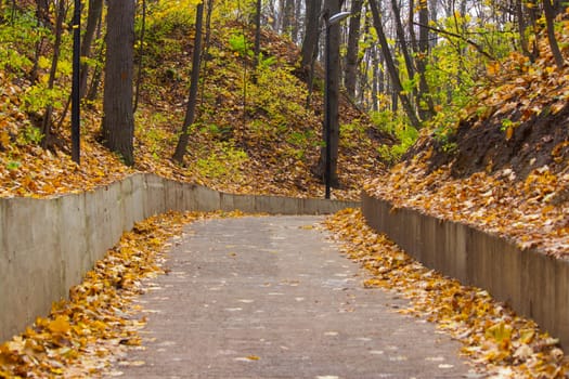 Tree lined street in a park, autumn season