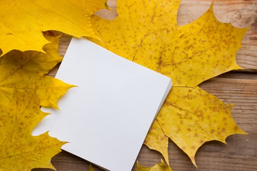 Background with bright autumn leaves and paper