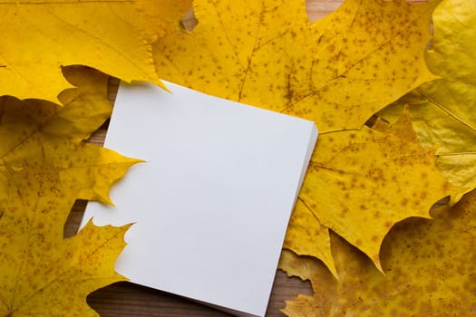 Background with bright autumn leaves and paper