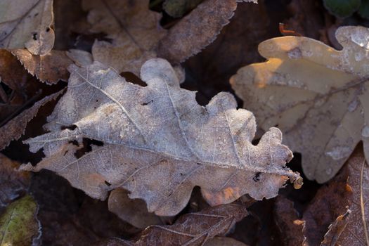 Dry autumn oak leaf with water drops after rain in the forest park