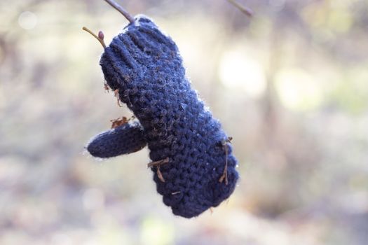 one mitten hang on a tree. spring is coming concept