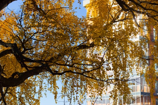 view on a new buildingthrought the autumn leaves