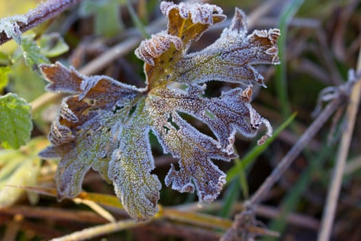 beautiful Frozen plants in winter with the hoar-frost