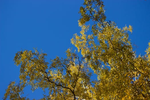 yellow autumn leaves on a branch. blue sky