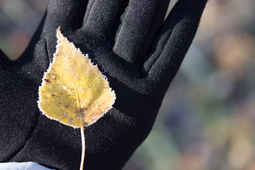 the autumn leaf in hand. copy space