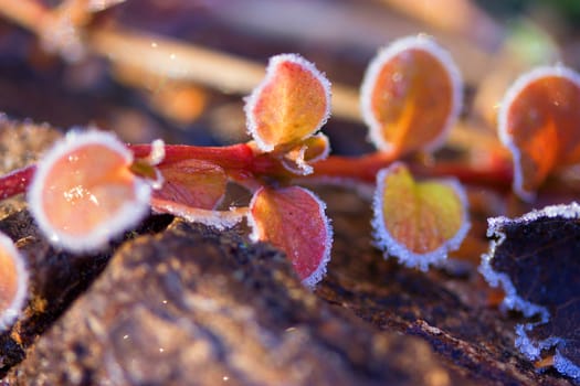 beautiful Frozen plants in winter with the hoar-frost