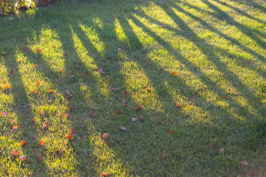 shadow of a fence on green lawn