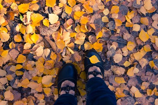 Women's legs in dark shoes standing on a yellow fall leaves to autumn park