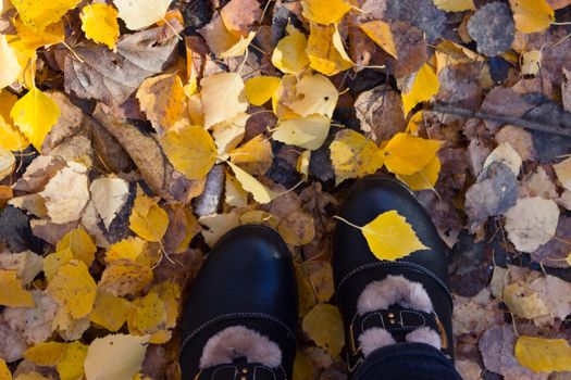 Women's legs in dark shoes standing on a yellow fall leaves to autumn park