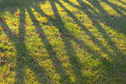 shadow of a fence on green lawn