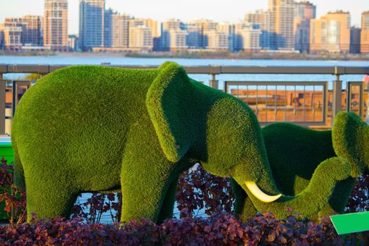 green elephants made by clipping trees. Kazan, Russia