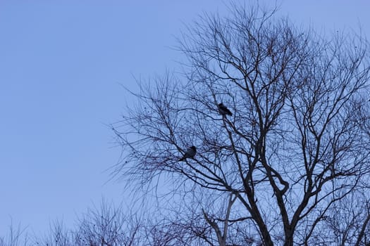 Crow sit on dead tree trunk. Horror background