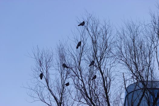 Crow sit on dead tree trunk. Horror background