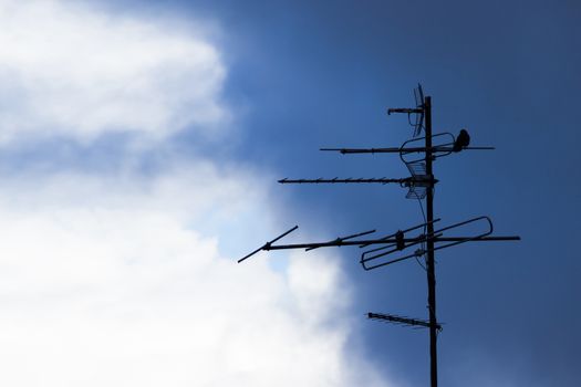 bird sit on an antenna. moody sky background