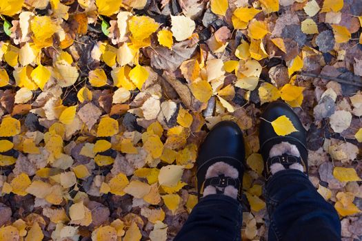 Women's legs in dark shoes standing on a yellow fall leaves to autumn park