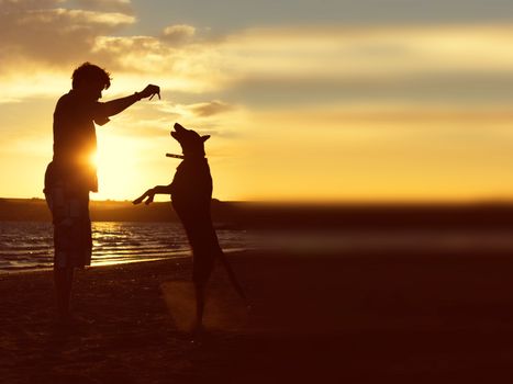 sihouette of dog and host on the beach